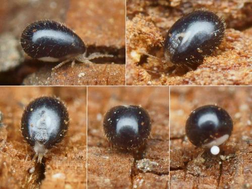 Réf. 198 969 : Ornithonyssus sp.